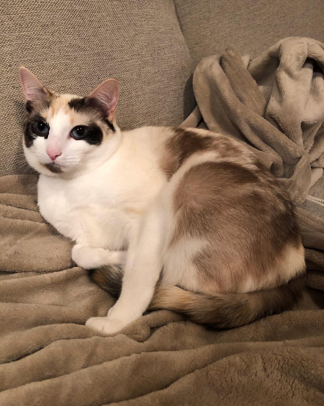 Cat 174