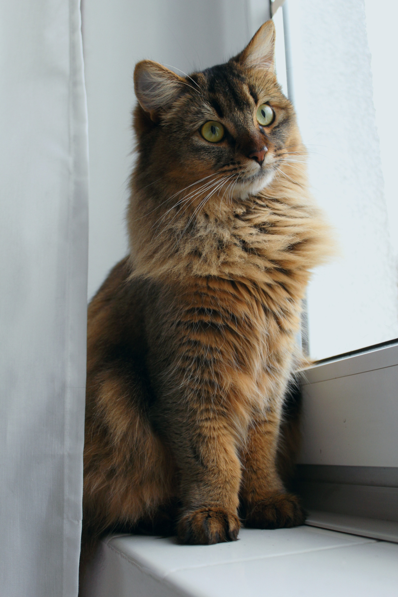 Cat 176