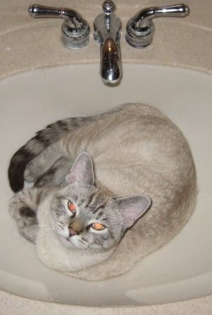Cat 177