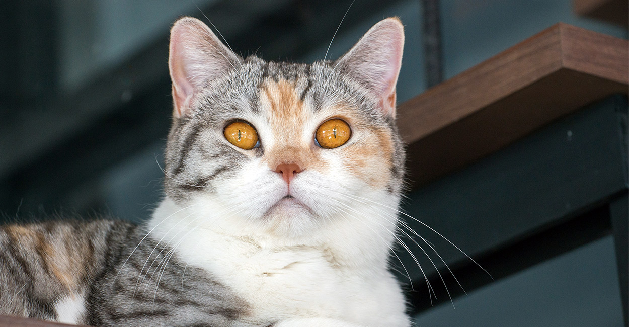 Cat 178