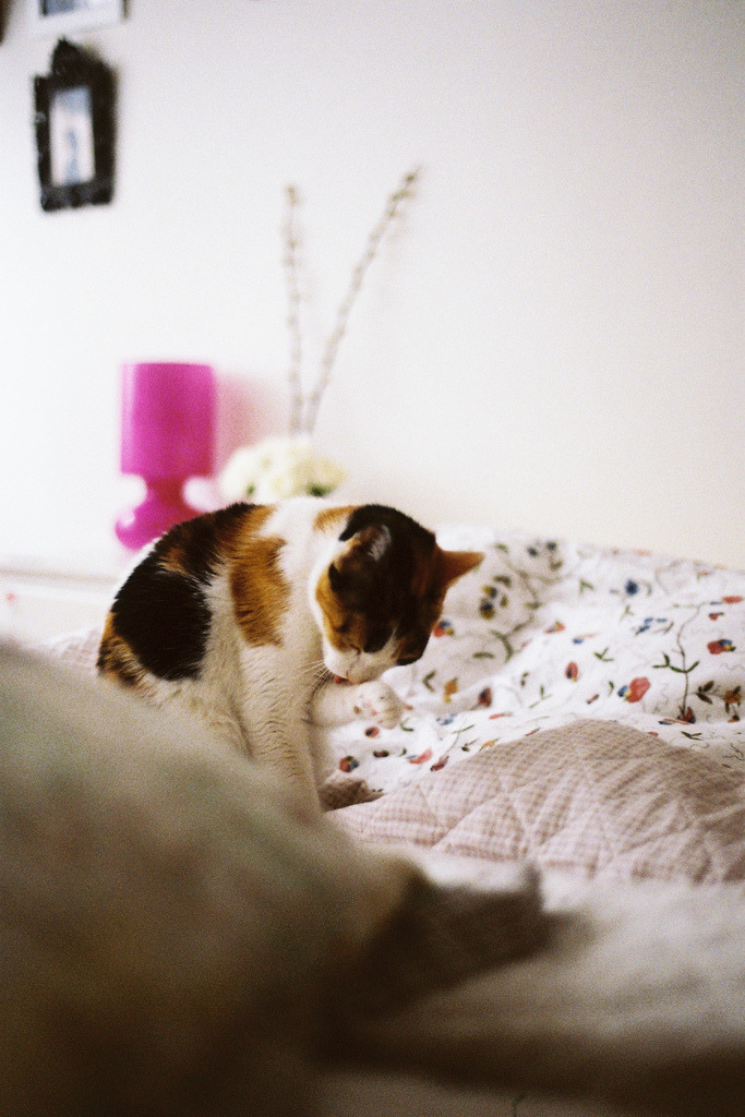 Cat 179