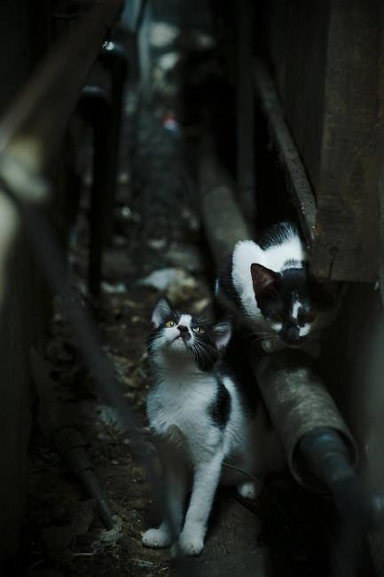 Cat 183