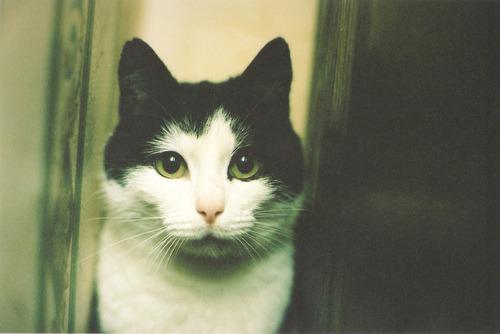 Cat 185