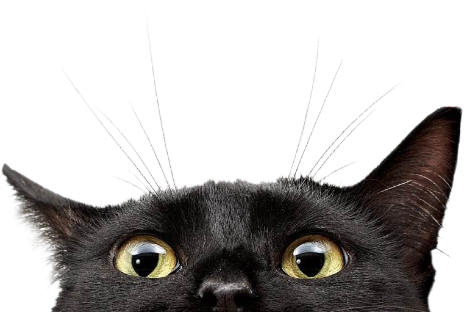 Cat 447