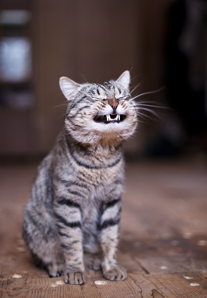 Cat 195
