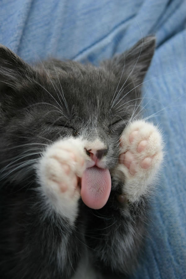 Cat 196