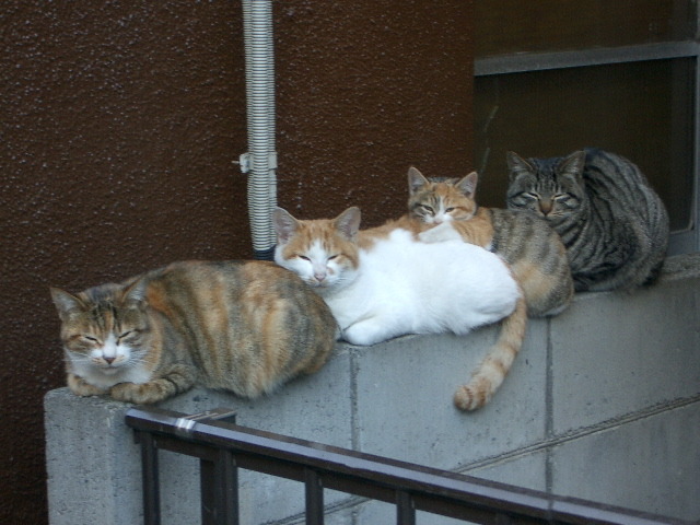 Cat 197