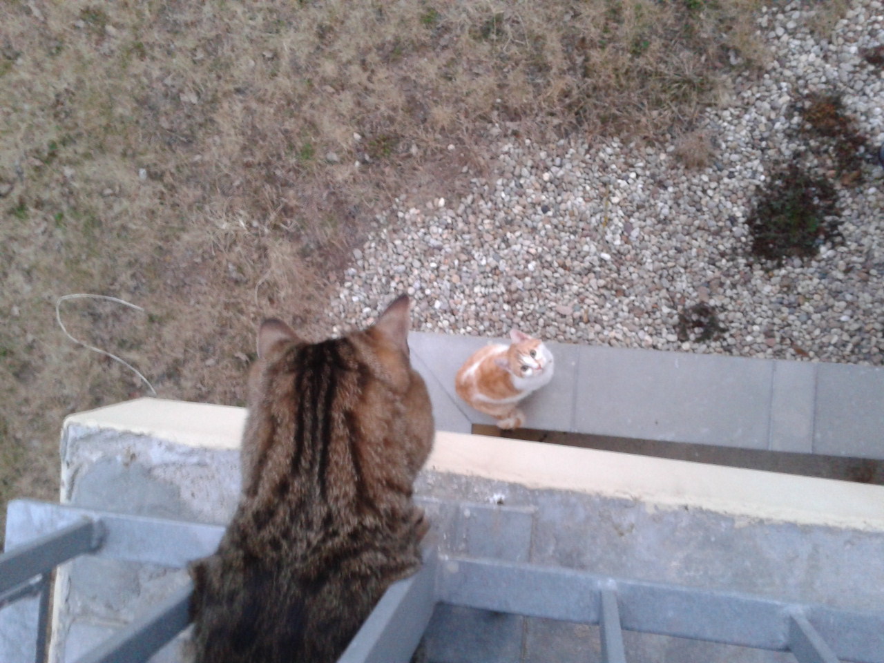 Cat 199