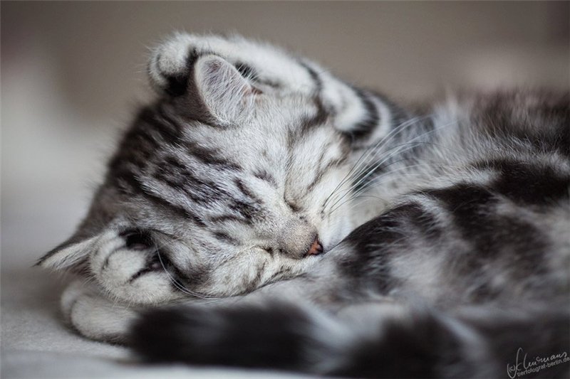 Cat 200