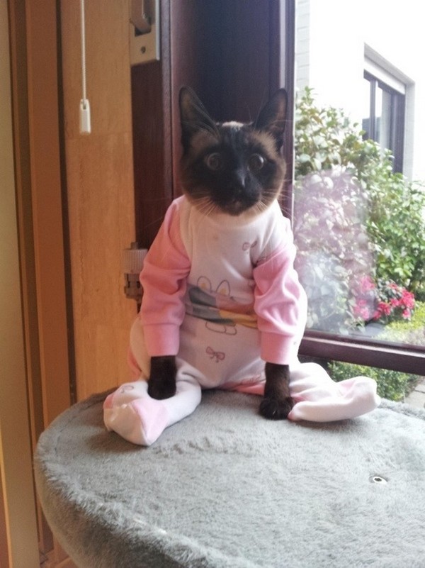 Cat 201