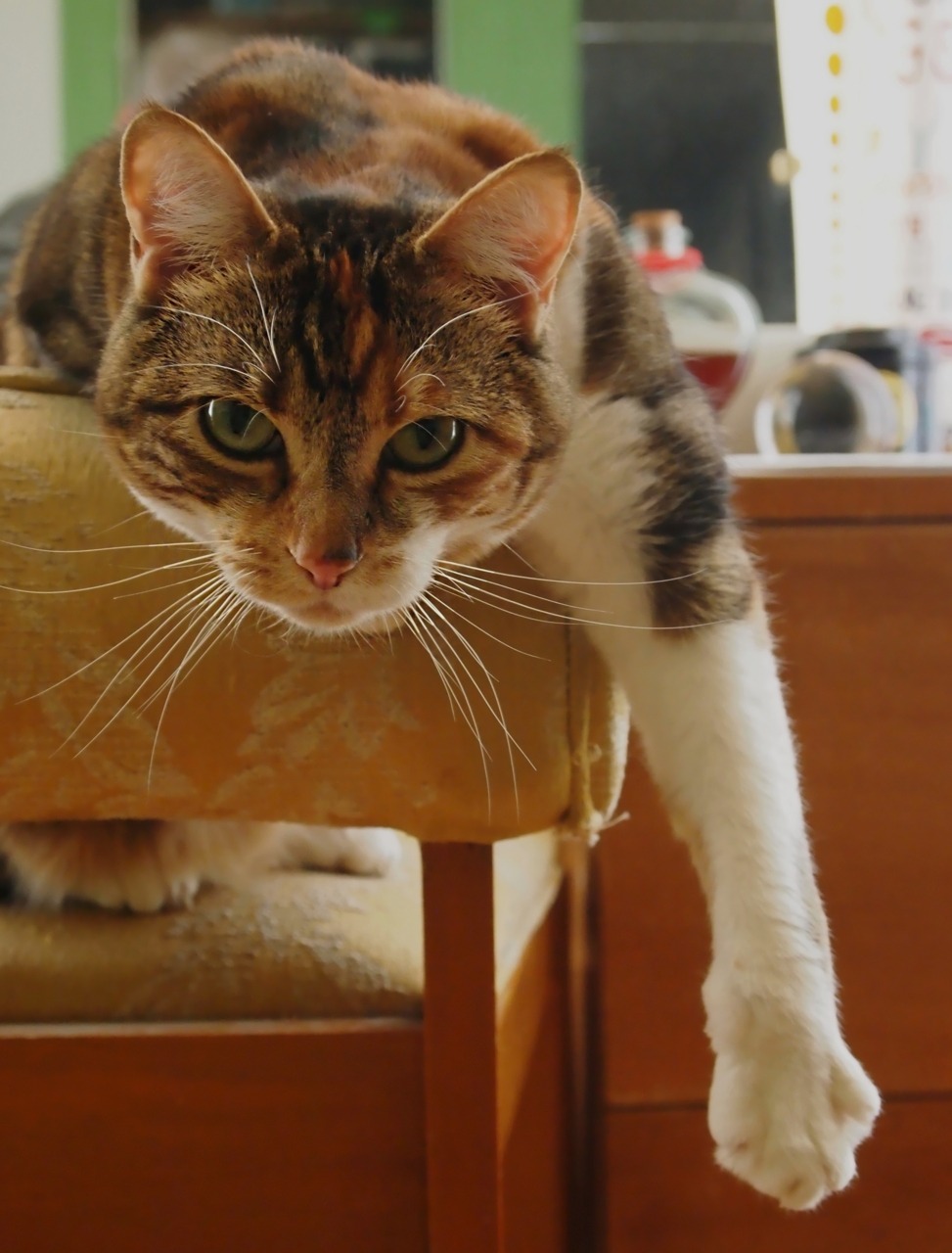 Cat 202