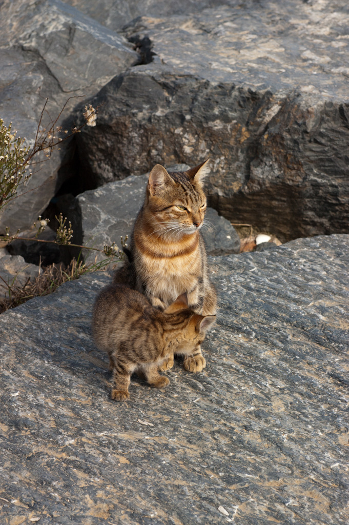 Cat 203