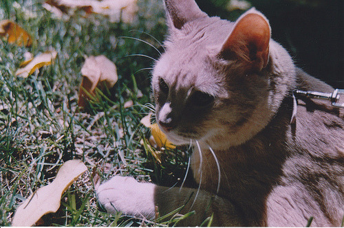 Cat 204