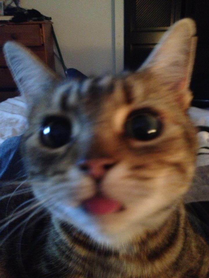 Cat 205