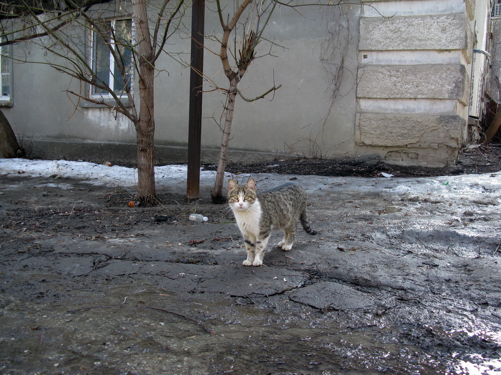 Cat 209