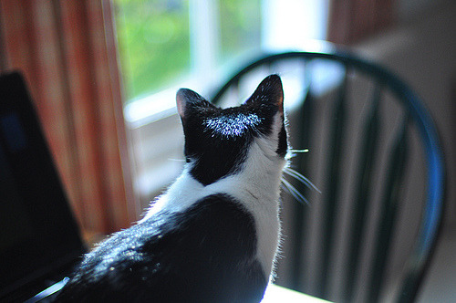 Cat 211