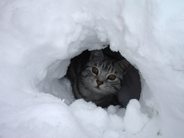 Cat 213