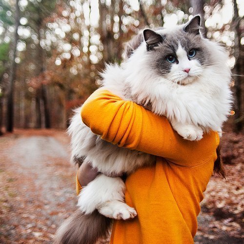 Cat 216