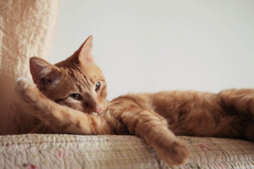 Cat 217