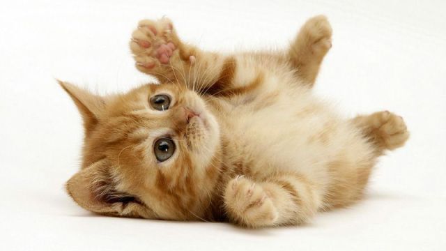 Cat 218