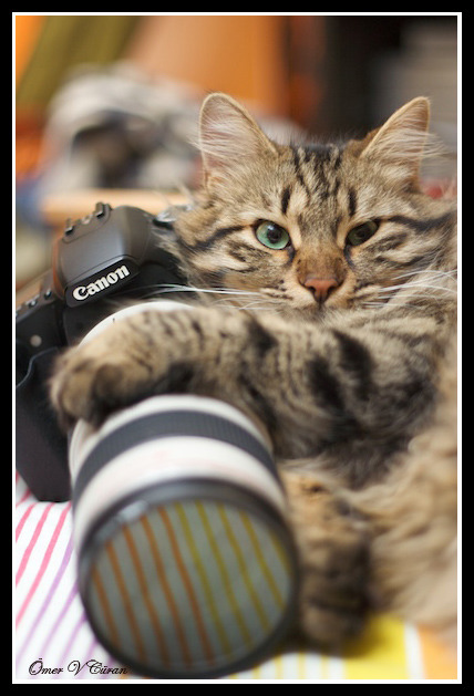 Cat 219