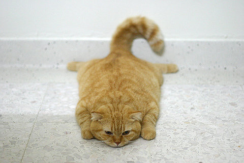 Cat 232