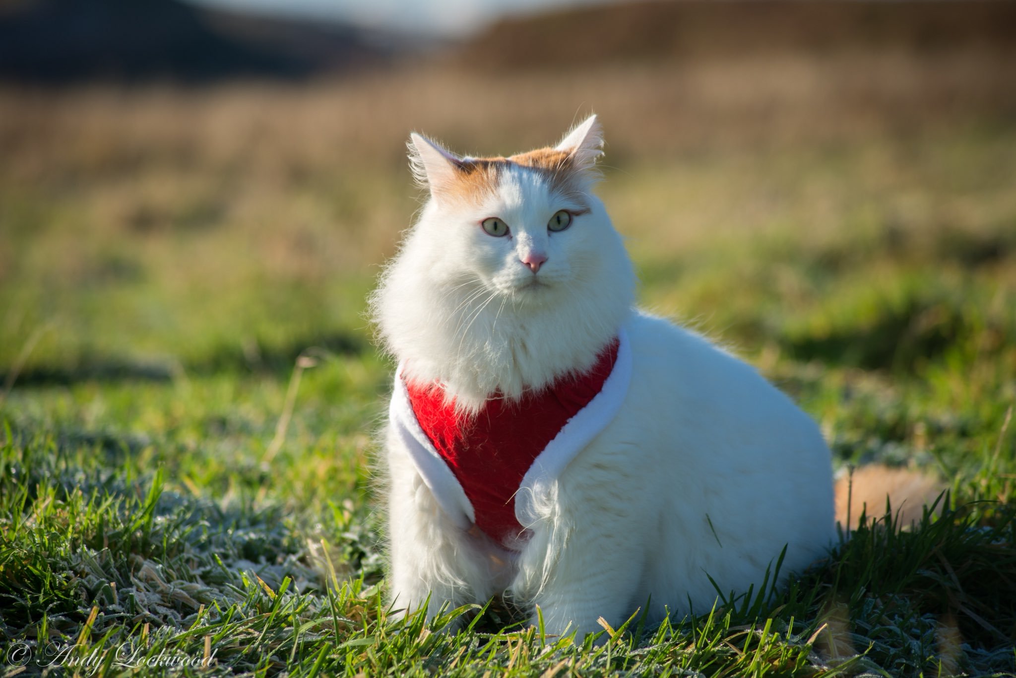 Cat 236