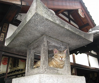 Cat 238