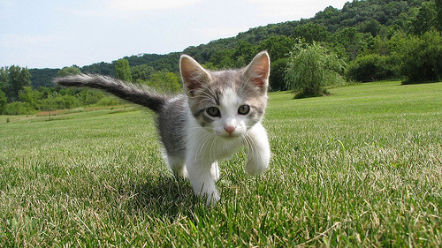 Cat 239
