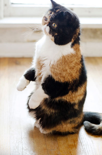 Cat 240