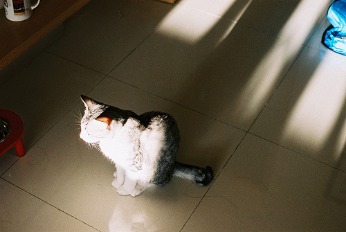 Cat 241