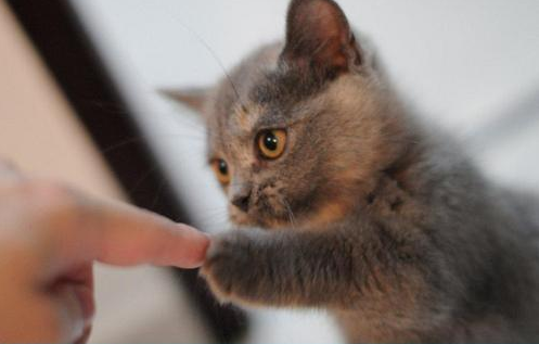 Cat 449