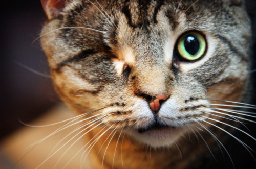 Cat 243