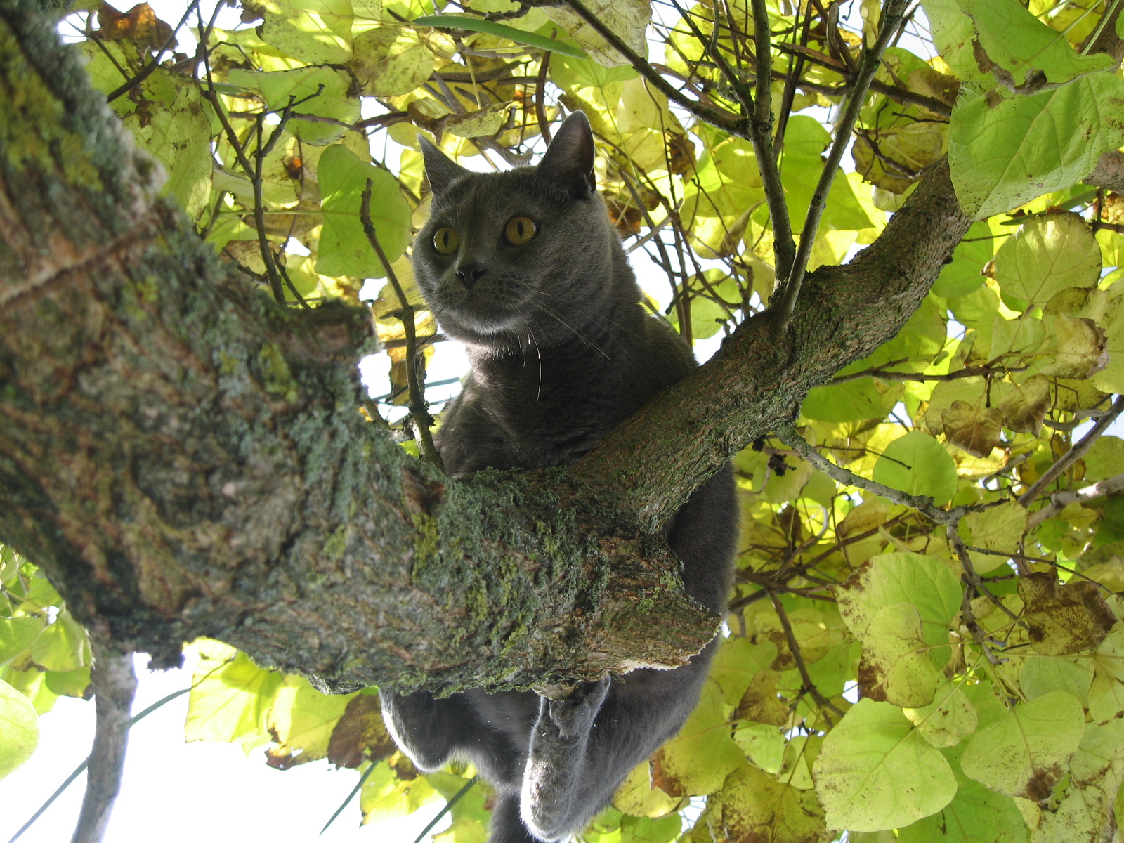 Cat 244