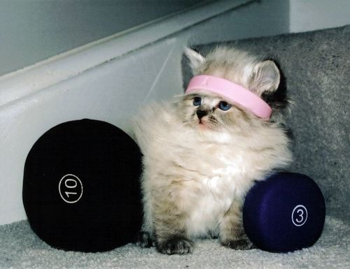 Cat 245