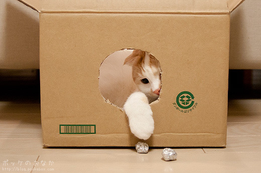Cat 246