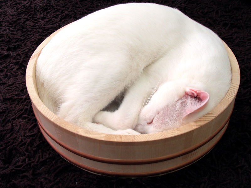 Cat 248
