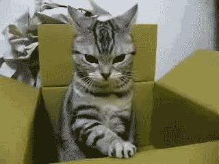 Cat 481