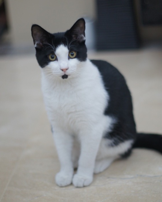 Cat 256