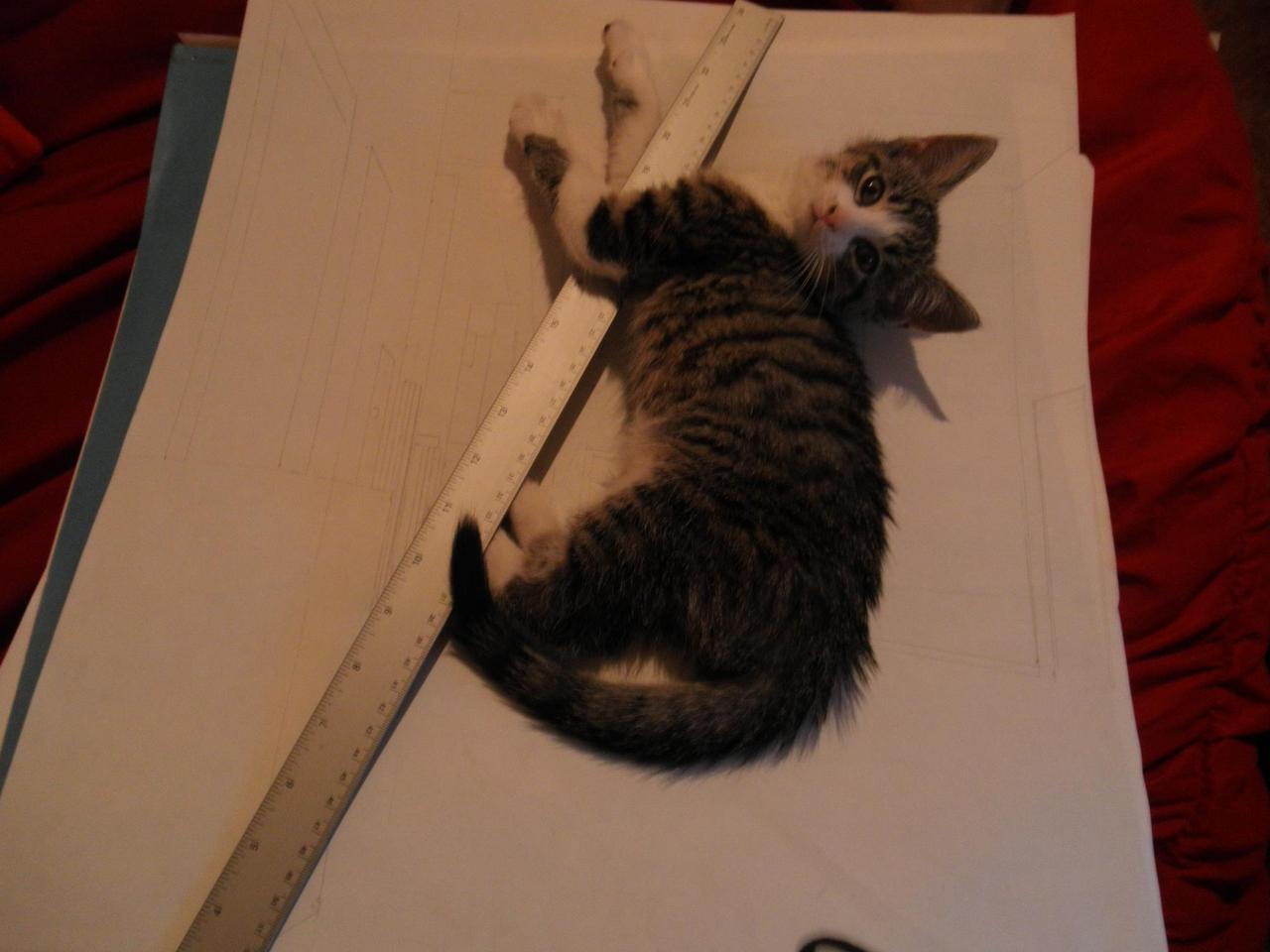 Cat 257
