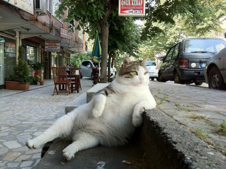 Cat 264