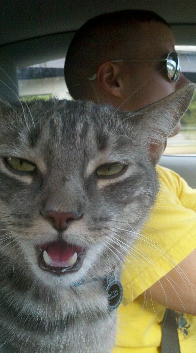 Cat 265