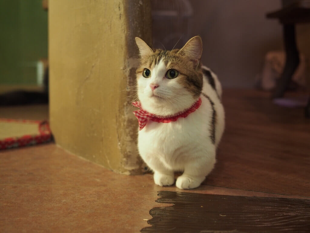 Cat 269