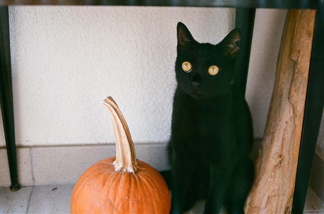 Cat 270