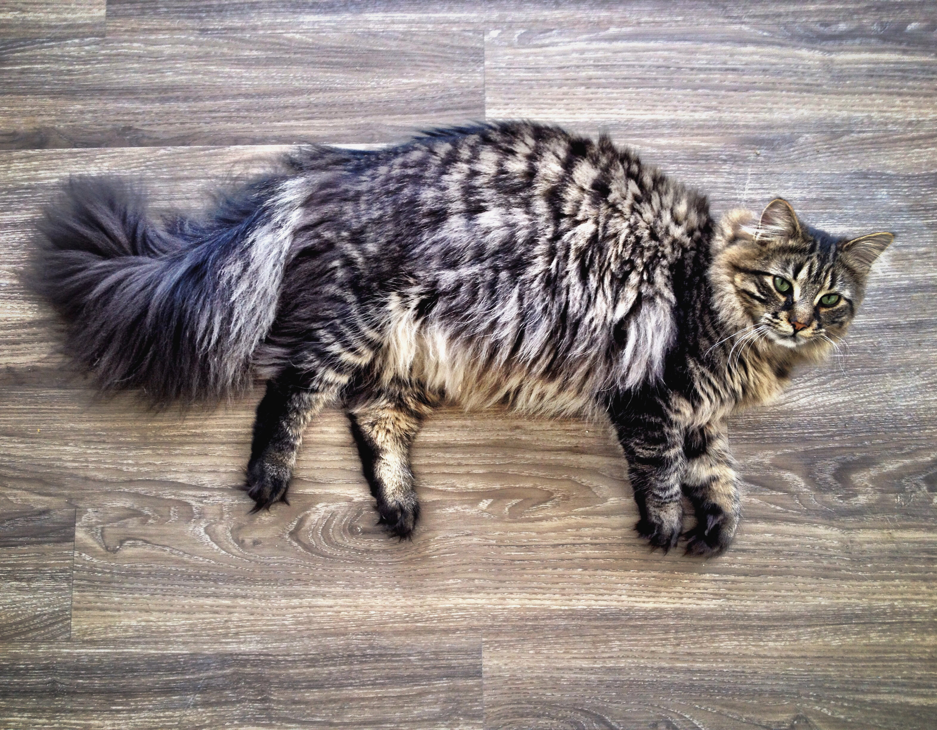 Cat 272