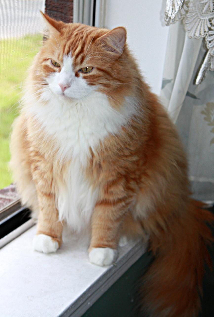 Cat 276