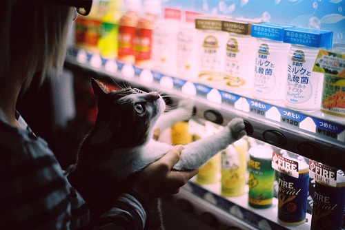 Cat 277