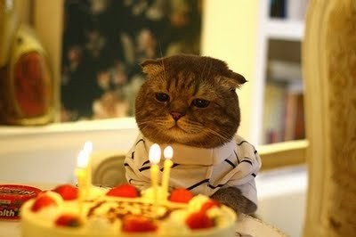 Cat 278