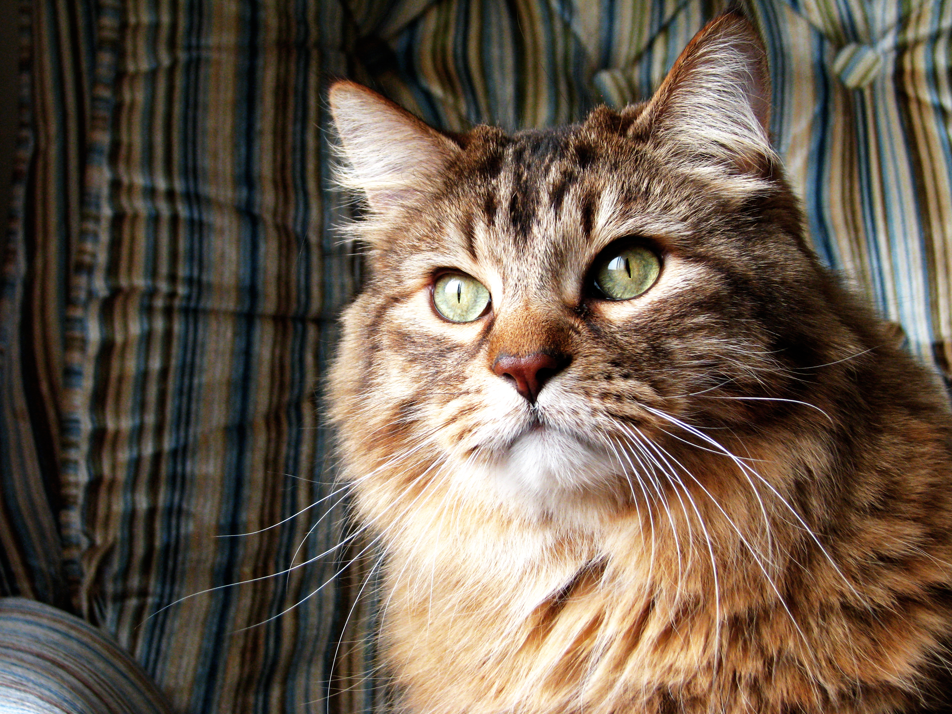 Cat 284