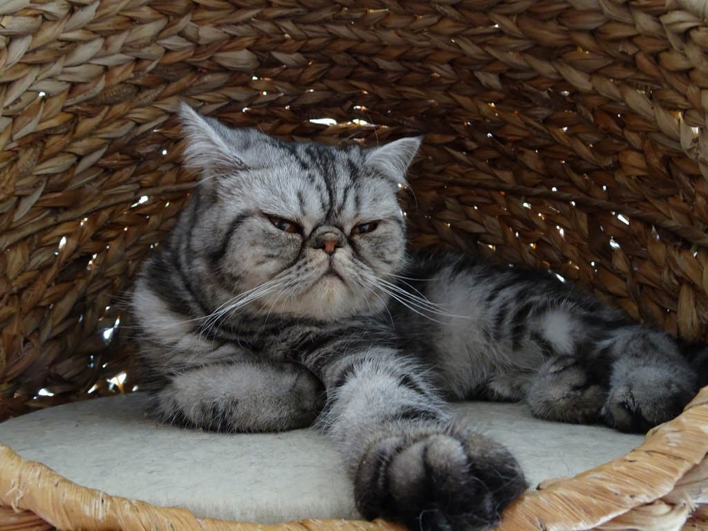 Cat 286